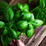 Basil leaves